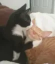 kiss cat