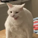 Cat Laugh