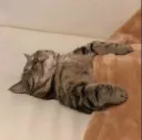 cat sleep