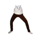 pant cat