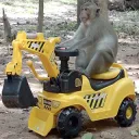 monkey construction