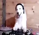 doggo 