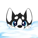 Husky Snow