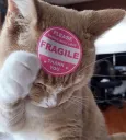 Fragile Cat