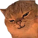 cat smirk