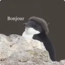 Bonjour