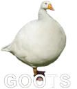 Goots
