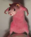 Pink Rat