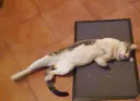yoga cat