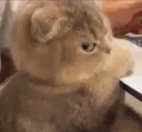angry cat
