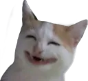 cat haha