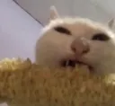 corn cat