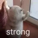 stronk