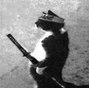 Samurai Cat