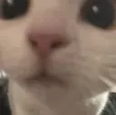 TIcutecat
