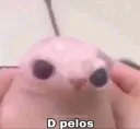 Dpelos