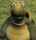 wtf turtle