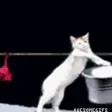 cat doing laundry