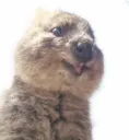 QUOKKA
