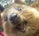 QUOKKA2