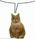 gato cuando ...