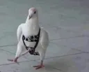 pigeon boi