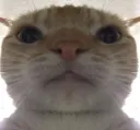 Cat Selfie