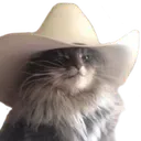 meowdy partner