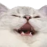 catkek