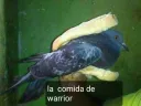 lacomidadewarrior
