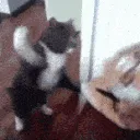 cat slap