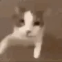 cat kiss