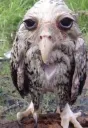 HD owl