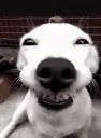 smile doggy