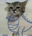 dino kitty