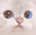 CatBlush