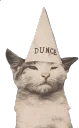 dunce cat