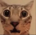 :wtfffffff: