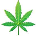cannabis