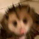 possum