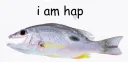 i am hap