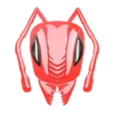 Ants Head