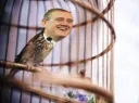 Bullard_Bird_Cage
