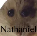 Nathaniel