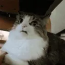 kittydisgusted