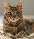 catbain