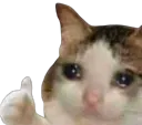 Sad Cat Thumbs Up