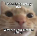 Crazycat