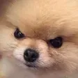 Angry Doggo