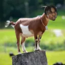 scorey goat